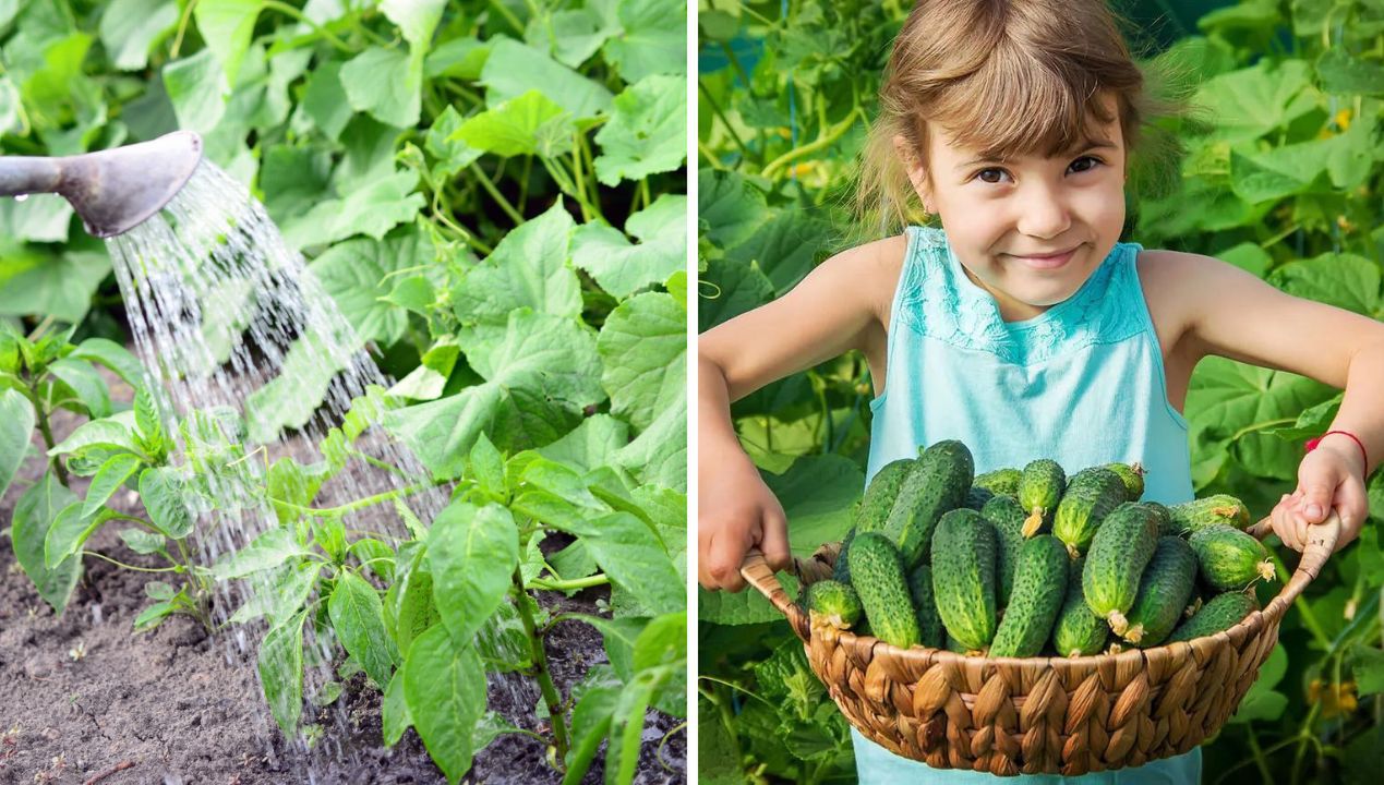 How to Water Cucumbers to Have a Rich Harvest