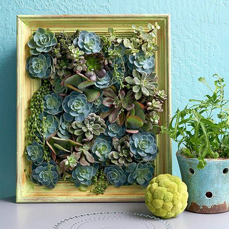 Living Succulent Picture