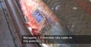 W Ankarze złowiona 110-kilogramowego suma