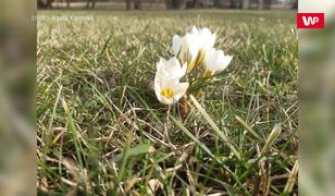 "Wiosna" za oknem. Nadciąga zmiana pogody. Klimatolog jest przerażony