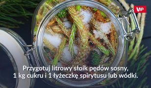 Jak zrobić syrop z młodych pędów sosny?