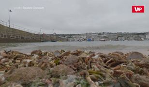 Niezwykłe, co na brzeg wyrzuciły fale. Wideo z plaży w Kornwalii
