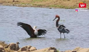 Zacięta walka o rybę. Dramatyczne nagranie z safari