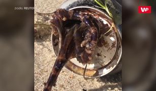 Jadowita ośmiornica w puszce po piwie. Nagranie z Australii