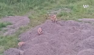 Oto co dzieje się na osiedlu w Gdańsku. Strach wychodzić z domu