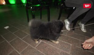 Rusin przyprowadziła Czarka na konferencję "Agenta". Nie odstępował jej na krok!