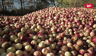Tony jabłek gniją w błocie. Sadownicy są zrozpaczeni