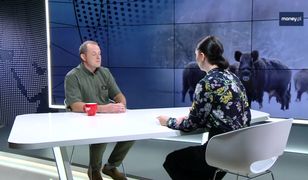 ASF. Myśliwi o wybiciu dzików: "Co to zmieni?"