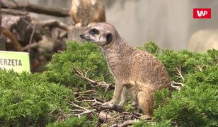 Głupota ludzi w ZOO nie zna granic. „Głaszczą zwierzęta, dają im puszki do jedzenia”