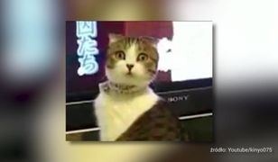 Szczecińscy naukowcy: „Połowa z nas jest zatruta”