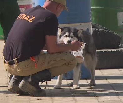 "Piękne to było". Mieszkańcy Nysy o wspólnych działaniach