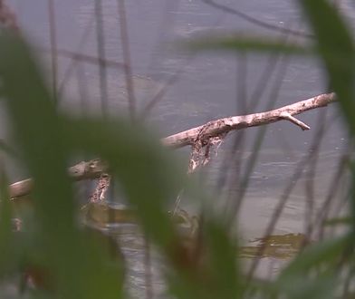 Pyton gigant pod Warszawą. "Boję się, wnuczków trzymam na podwórku"