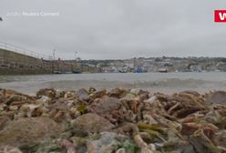 Niezwykłe, co na brzeg wyrzuciły fale. Wideo z plaży w Kornwalii