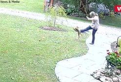 Atak wściekłego lisa. Zaatakował ją we własnym ogródku