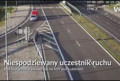 Nagle wbiegł na pas ekspresówki. Tego kierowcy się nie spodziewali