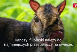 We wrocławskim zoo przyszedł na świat myszojeleń