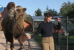 Uwolniła go z cyrku, teraz zwiedzają Europę. Z wielbłądem do Mongolii