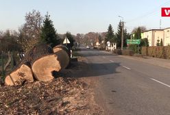 Wycięto kilkusetletnie dęby, by przebudować drogę. Mieszkańcy: to barbarzyństwo!