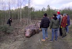 "Trash challenge". Wirtualna Polska podjęła wyzwanie!