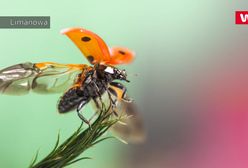 Pierwsze burze i kwiaty. Wiosna w obiektywie czytelników WP