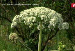 Ta roślina jest szalenie niebezpieczna. "Odnotowano przypadki zgonów"