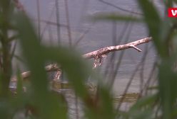 Pyton gigant pod Warszawą. "Boję się, wnuczków trzymam na podwórku"