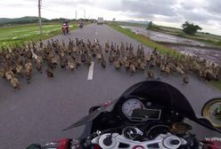 #dziejesiewmoto: setki kaczek zablokowało drogę i przewód elektryczny spada na auto