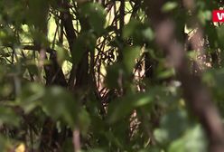 Pyton ciągle na wolności. "Może wchodzić na drzewa"