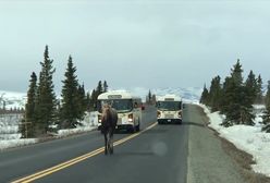 Łoś blokował ruch na drodze. Zwierzak nie zwracał uwagi na auta