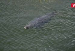 "To mogła być prowokacja". Rybacy odpierają zarzuty mordowania fok