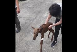Młody łoś zostawiony na pastwę losu. "Nikt nie chciał udzielić pomocy"