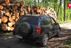 Skandaliczne zachowanie leśników. W Puszczy Białowieskiej znów łamią prawo