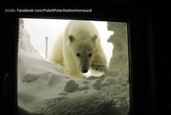 Arktyczne mrozy i niedźwiedzie polarne. Ci Polacy są tym zachwyceni