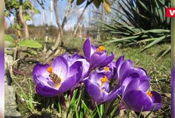 Ciepłe dni zaraz miną. Pojawią się ulewy, a nawet powodzie