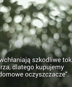 Rośliny a czyste powietrze. Popularny mit obalony