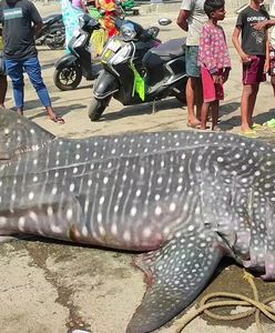 Ogromny rekin w Indiach. Plażowicze nie kryli zaskoczenia widokiem bestii
