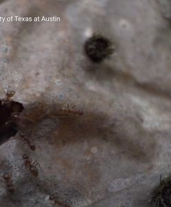 Zabójczy grzyb w Teksasie. Przełomowe badania naukowców