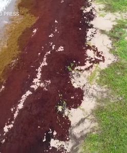 Toksyczne wodorosty na karaibskich plażach. Niepokojące wideo z drona