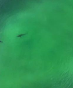 Nagranie z drona w pobliżu plaży w Nowym Jorku. Kobieta jeszcze nie widziała czegoś takiego