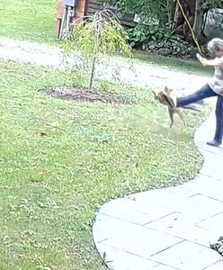 Atak wściekłego lisa. Zaatakował ją we własnym ogródku