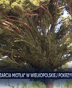 "Mutacja". Nadleśnictwo z Wielkopolski pokazało gigantyczny okaz ''czarciej miotły''