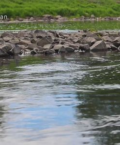 Susza w całym kraju. IMGW bije na alarm ws. poziomów rzek