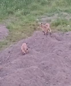 Oto co dzieje się na osiedlu w Gdańsku. Strach wychodzić z domu