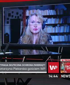 WP ujawniła skandal na fermie norek. Posłanka Katarzyna Piekarska zapowiada działania