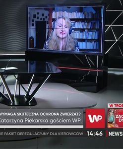 Skandal na fermie norek w reportażu WP. Posłanka zapowiada ustawę