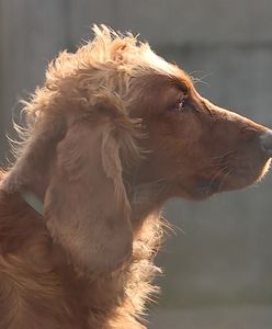 "Najsmutniejszy pies w Polsce" podbił serca internautów. Wciąż czeka na dom