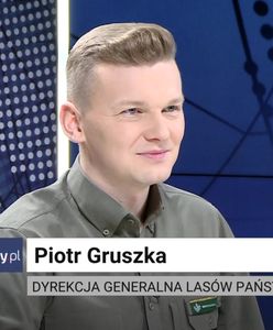 Po choinki "prosto z lasu" ustawiają się kolejki. Drzewko od leśnika jest znacząco tańsze