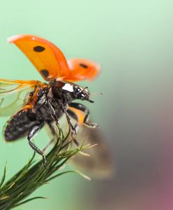 Pierwsze burze i kwiaty. Wiosna w obiektywie czytelników WP