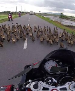 #dziejesiewmoto: setki kaczek zablokowało drogę i przewód elektryczny spada na auto