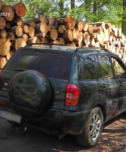 Skandaliczne zachowanie leśników. W Puszczy Białowieskiej znów łamią prawo